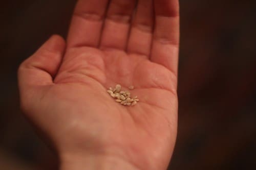seed hand