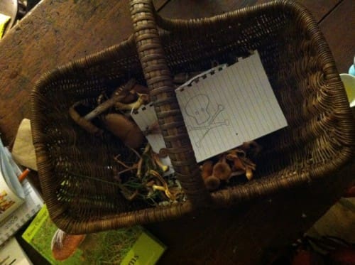 mushrooms2